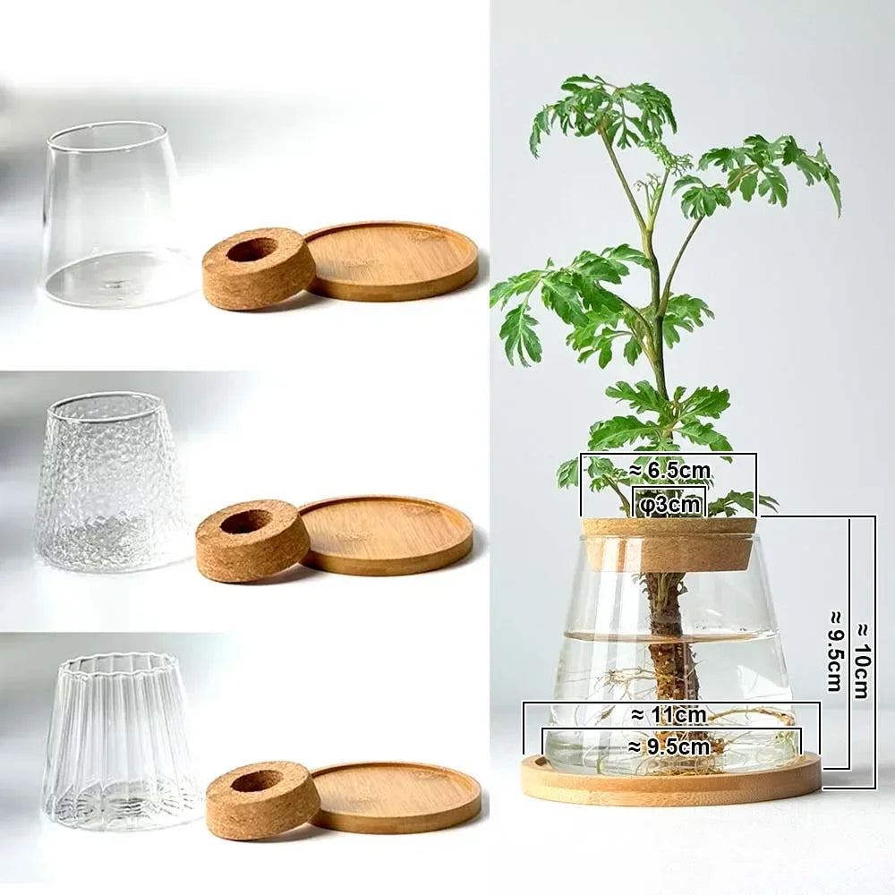 AquaBloom™ Hydroponic Glass Vase Set