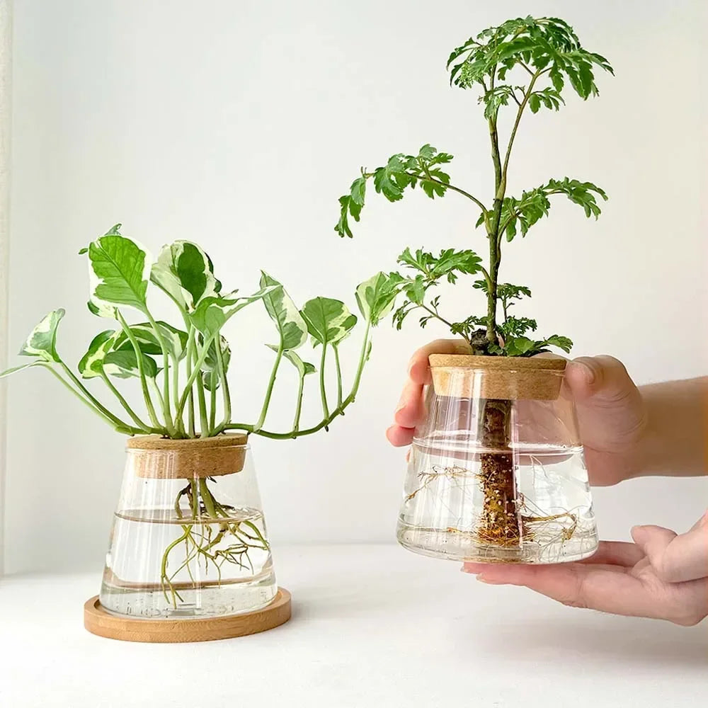 AquaBloom™ Hydroponic Glass Vase Set