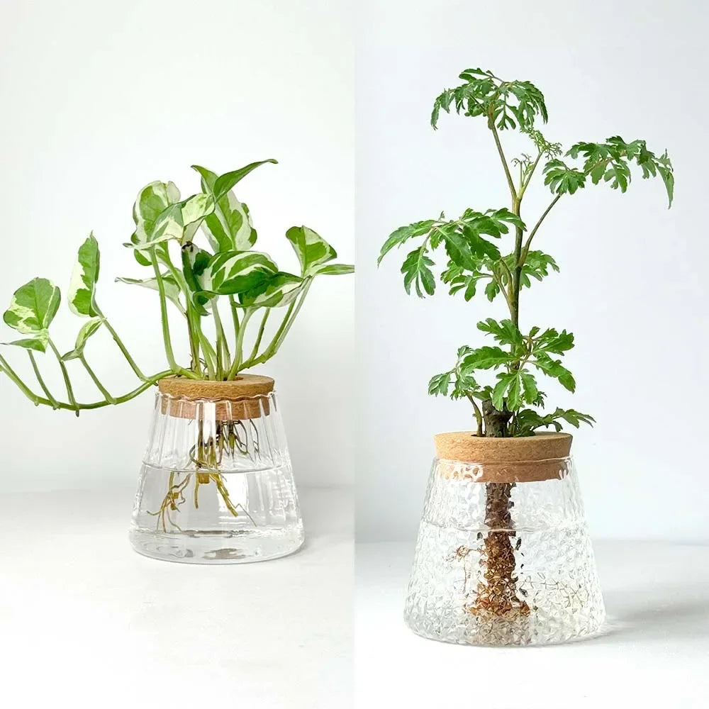 AquaBloom™ Hydroponic Glass Vase Set