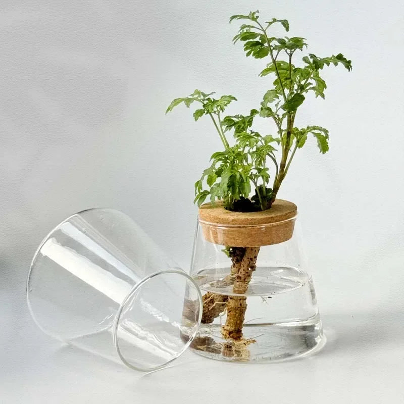 AquaBloom™ Hydroponic Glass Vase Set